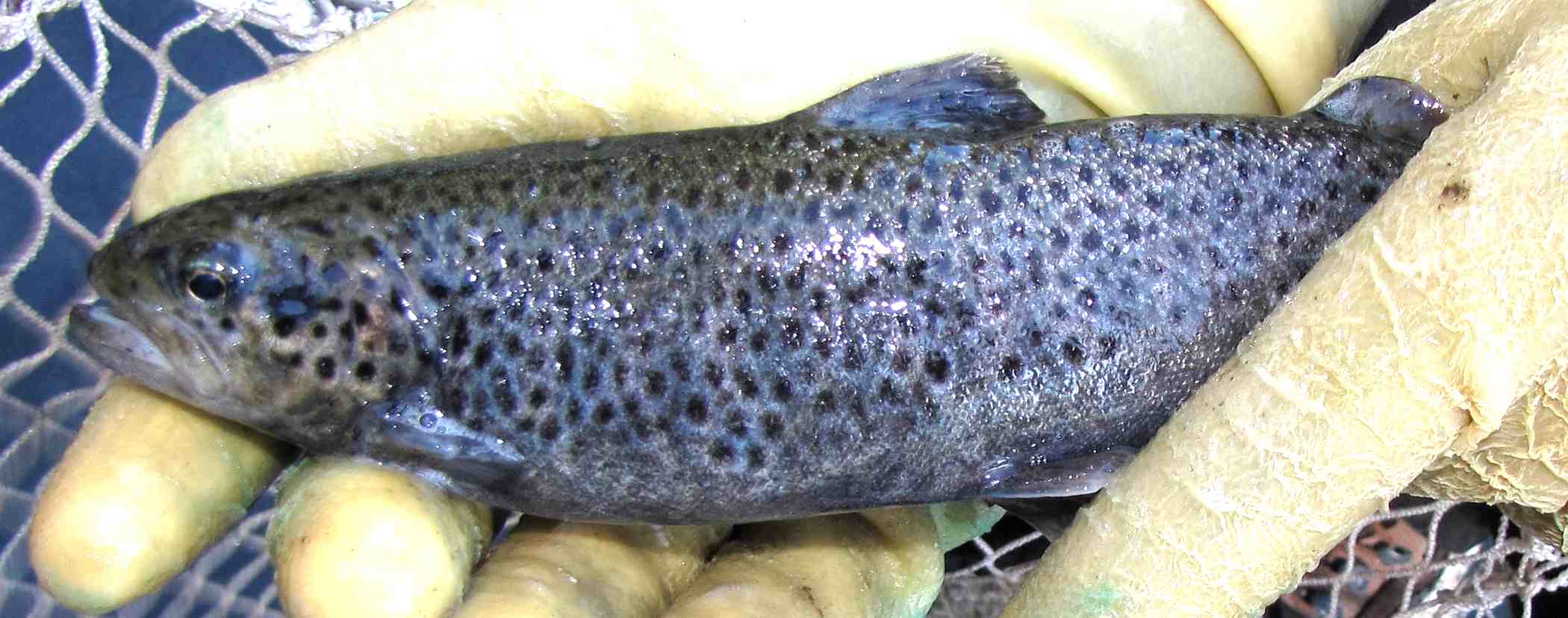 Salmo trutta complex: nuova sintesi sulle origini